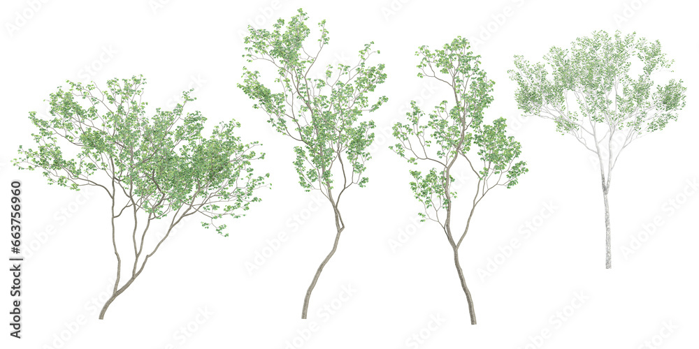 Fototapeta premium Silver Birch Trees with transparent background, 3D rendering, for illustration, digital composition, architecture visualization