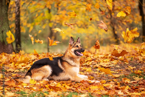 dog is lying in the foliage. German Shepherd. Flying leaves. Autumn