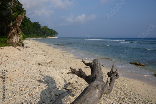 Driftwood, Laxmanpur Beach, Neil Island, Shaheed Dweep, Andaman and Nicobar Islands, Union Territory, UT, India photo