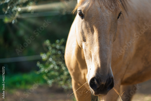 Cremefarbenes Pferd mit Sonnenstrahlen von vorne im Profil im sonnigen Süden photo