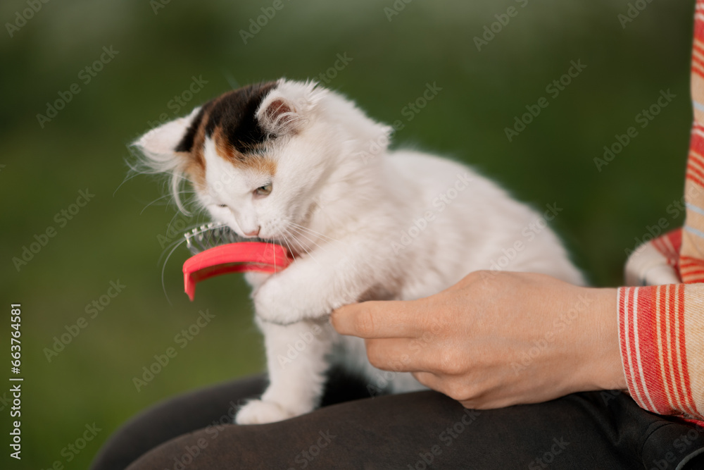 Playful kitten hugging a pet hair brush with front paw on female lap, side view. Young cat playing and holding a brush for shedding with front leg in outdoors