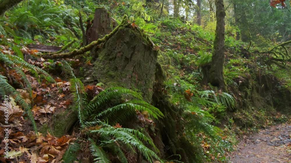 Close up shot of Large green bushes of ferns with long pinnate leaves on fogy forest. Move camera Close up shot of Large green bushes of ferns with long pinnate leaves on fogy forest. Move camera