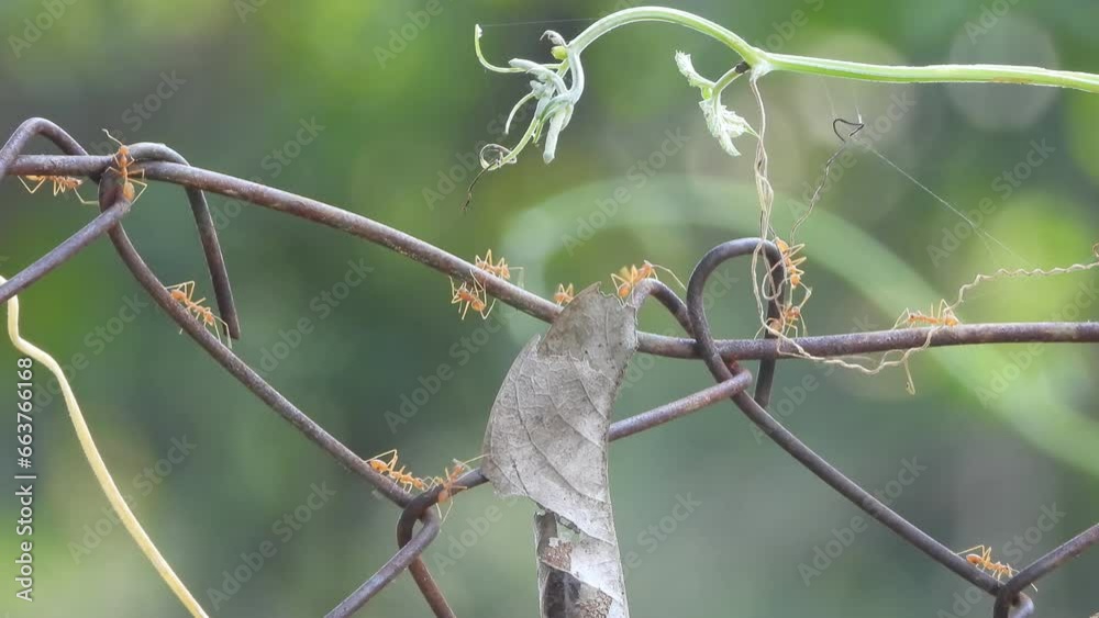 Red ants in waire - leaf - food . Red ants in waire - leaf - food .