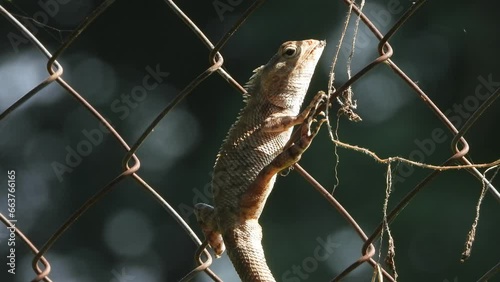 Lizard in waire - eyes . photo