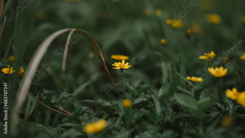 yellow flowers in the garden