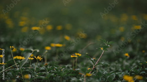 field of flowers
