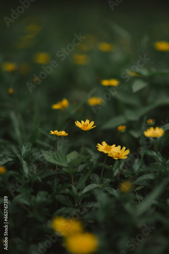 yellow flower in the grass
