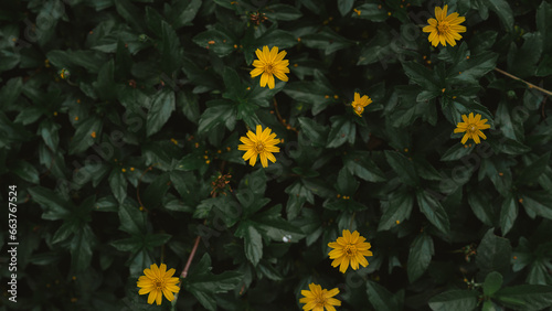 yellow leaves