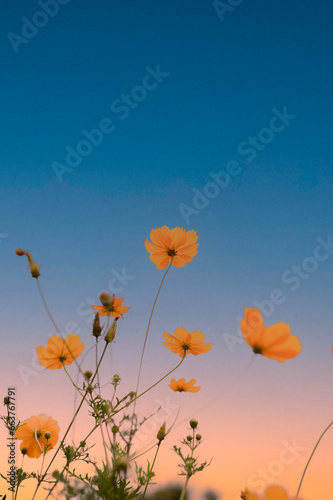 poppy flowers against blue sky