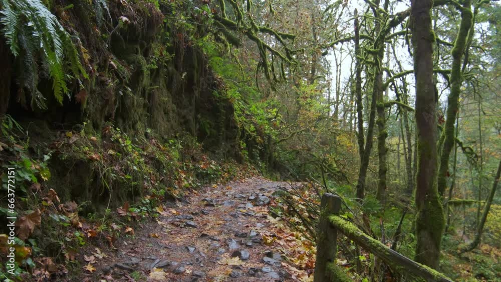 Moving through a lush and beautiful autumn forest in Oregon. Wide shot. Move camera footage Moving through a lush and beautiful autumn forest in Oregon. Wide shot. Move camera footage