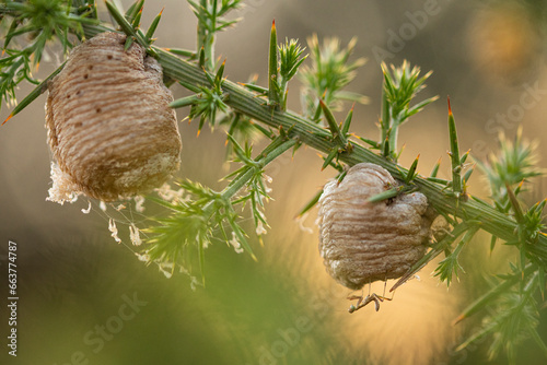 Exotic green tree branch with thorns and twin cocoons in blurred light