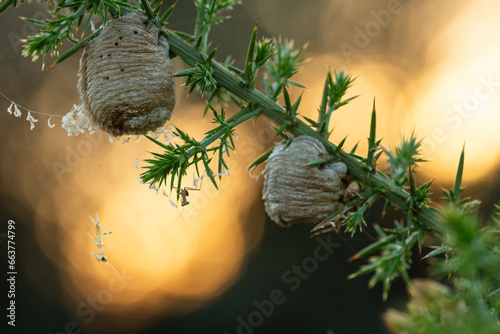 Exotic green tree branch with thorns and twin cocoons in blurred light