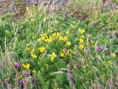 Vegetation mit Heidekraut und Westlicher Stechginster Ulex gallii an den Klippen von Land's End, Cornwall, England photo