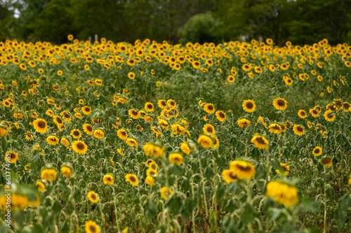 field of sunflowers in summer from Karnataka  India