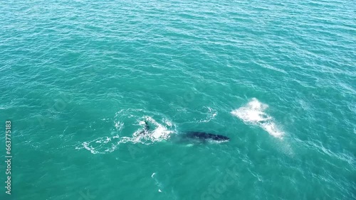 Aerial Shot of Humpback Whales Swimming, Diving and Playing