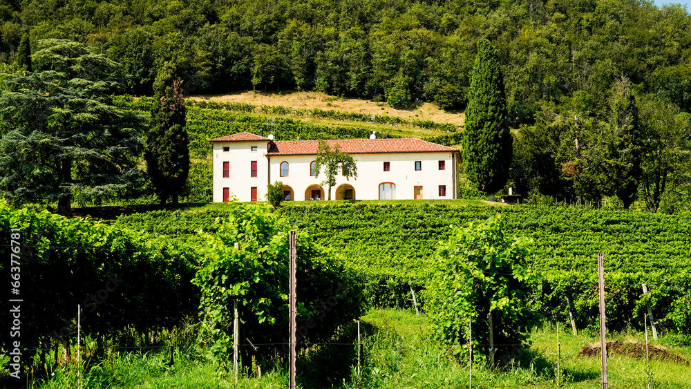 Obraz premium I vigneti del Prosecco nella regione di Valdobbiadene in provincia di Treviso. Veneto, Italia