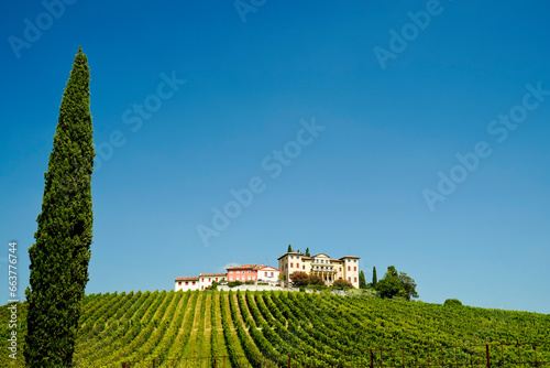 I vigneti del Prosecco nella regione di Valdobbiadene in provincia di Treviso. Veneto, Italia photo