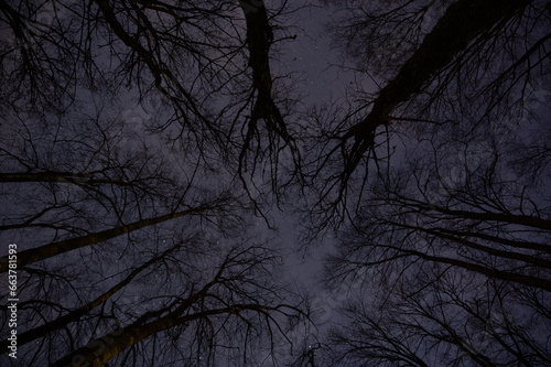 Stars night sky through the autumn trees