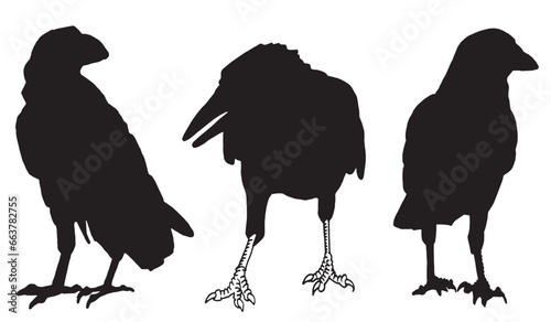 Ink pen vector  set of silhouettes of crows isolated on white background. Elements for design tattoo and printing 