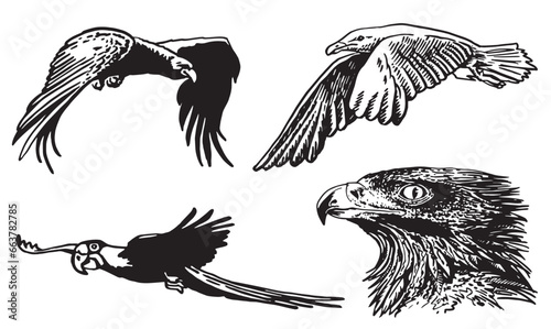 Graphical set of birds isolated on white , vector eagle,sea-gull, parrot.