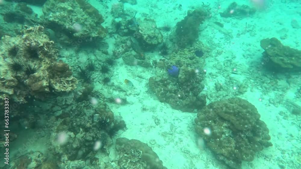 Snorkling snorkel in Phi Phi Island Corel reef teaming with reef fish of various colours. Phuket Thailand teaming with reef fish of various colours. vibrant and colourful Corel reef