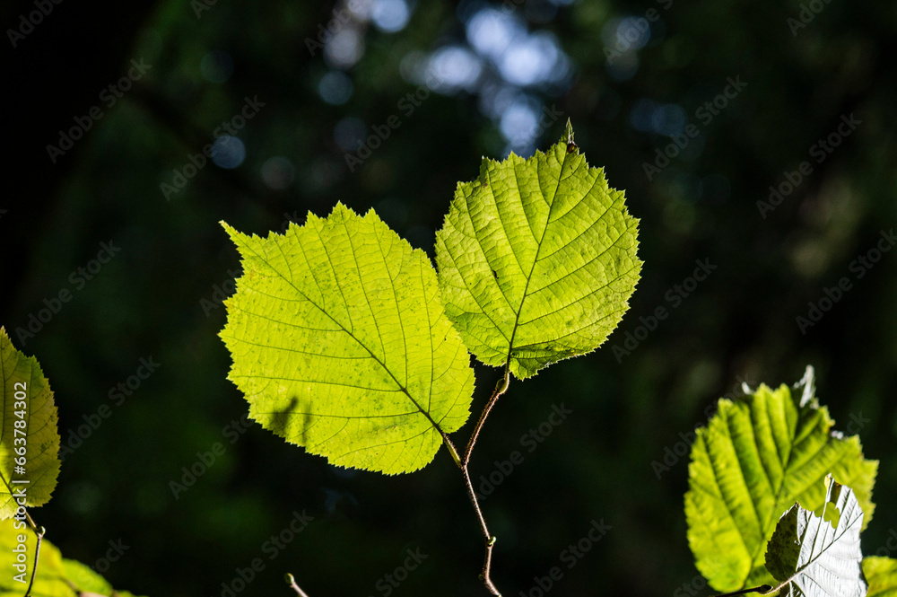 leaves on a tree leaves on a tree