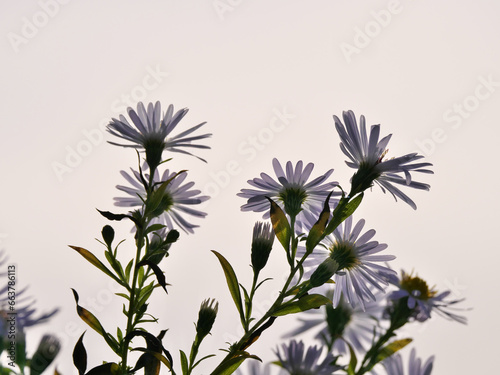 Blüten der Wildaster Aster ageratoides am Abend im Gegenlicht gegen einen hellen Himmel photo