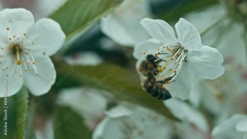 The Honey Bee - collecting nectar The Honey Bee - collecting nectar