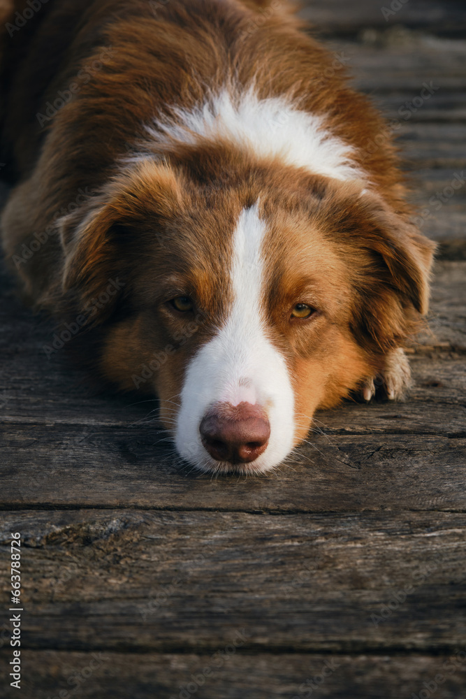 Beautiful purebred dog lies on a wooden pier on a foggy autumn morning over a lake or river. Australian Shepherd poses and sad. A peaceful landscape and a pet. Sad muzzle, the trick is sad head