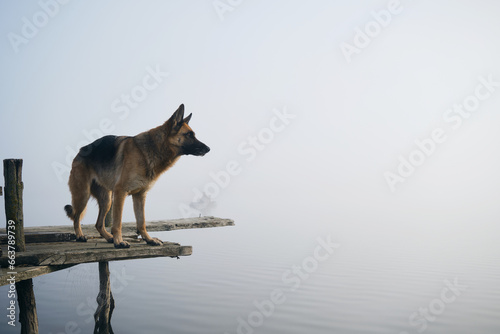 Dog stands on wooden pier on a foggy autumn morning over a lake or river. German Shepherd poses standing on the edge of the bridge. Peaceful landscape. Behind the silhouette of a fisherman in a boat. photo