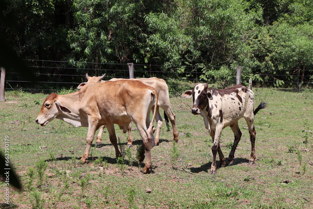 Fototapeta premium Cattle raised in winter, animals grazing in a beautiful field surrounded by woods