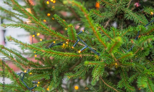 close-up of an electric garland lit in the branches of a green fir tree