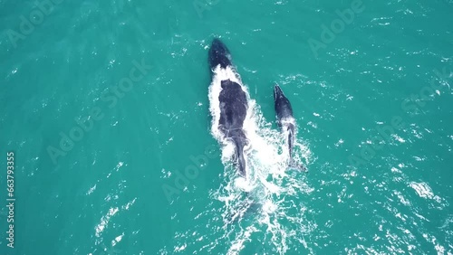 Aerial Shot of Humpback Whales Swimming, Diving and Playing
