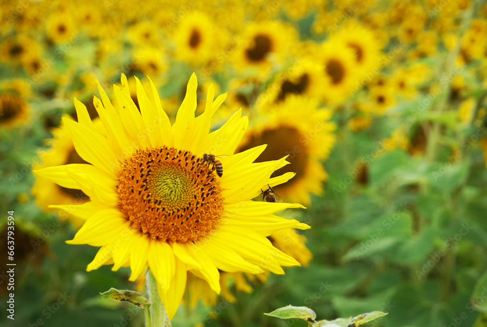 Field with sunflowers with non-sunny weather Field with sunflowers with non-sunny weather