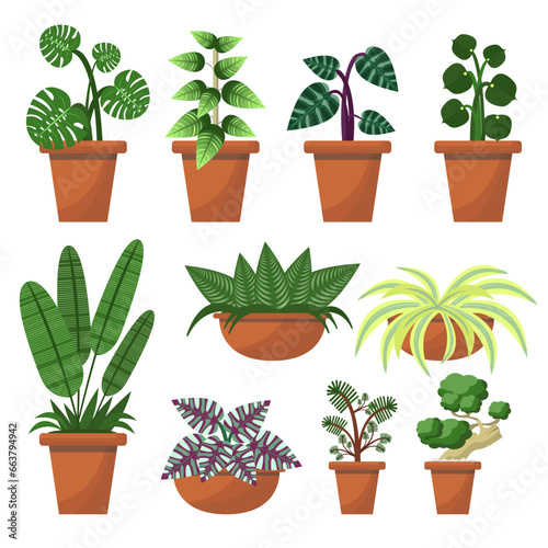 Plant in terracotta pot collection on white background. photo