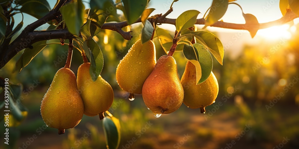 Fruit farm with pears. Branch with natural pears on blurred background of pears orchard in golden hour. Concept organic, local, season fruits and harvesting. - obrazy, fototapety, plakaty 