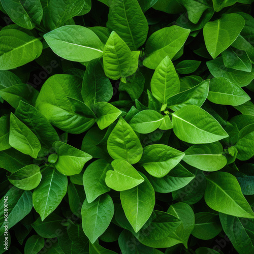 Group background of dark green tropical leaves. Background concept of nature