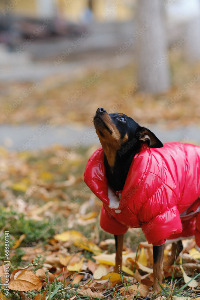 English toy terrier in red jacket looking at camera outdoor in the park.