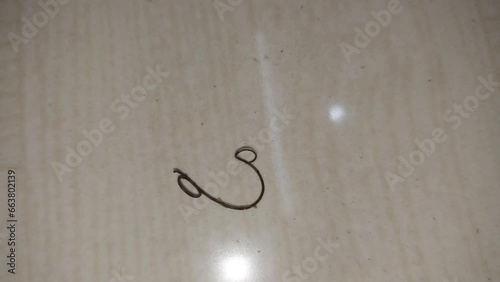 Parasitic horsehair worm (Gordius aquaticus)