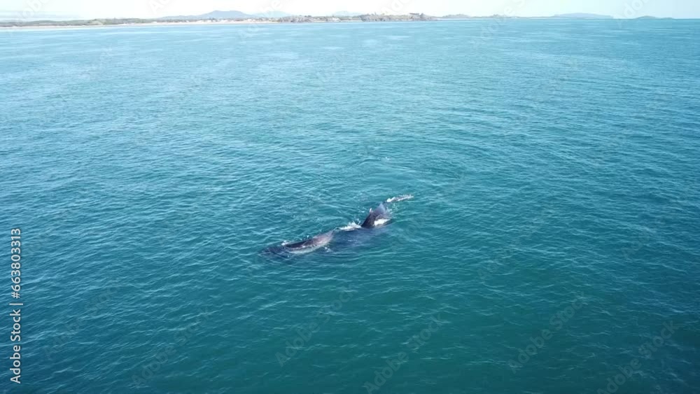 Aerial Shot of Humpback Whales Swimming, Diving and Playing