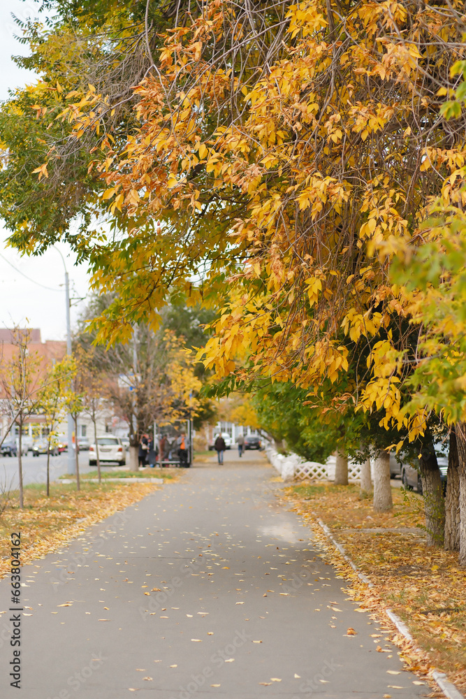 Naklejka premium Beautiful view of autumn trees along the tratoir