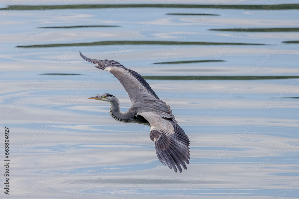 Grey heron in flight over a body of water Grey heron in flight over a body of water