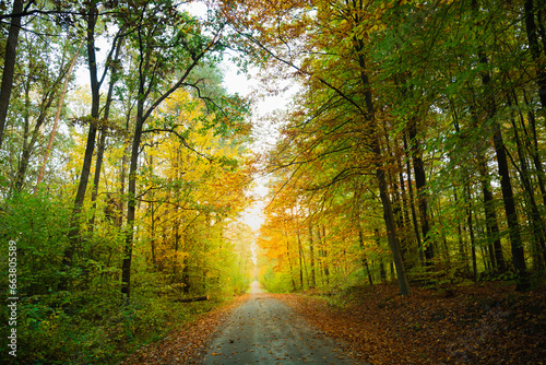 Road in the autumn forest © darekb22