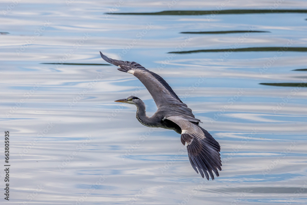 Grey heron in flight over a body of water Grey heron in flight over a body of water