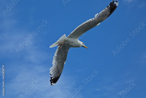 Seagulls over the water of Lake Baikal.