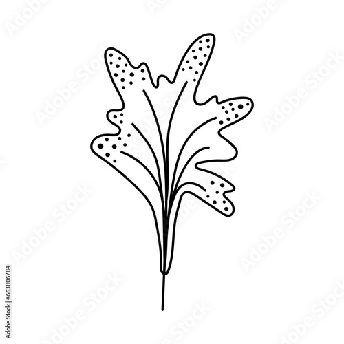 Single hand drawn leaf. Vector illustration in doodle style. Isolate on a white background.