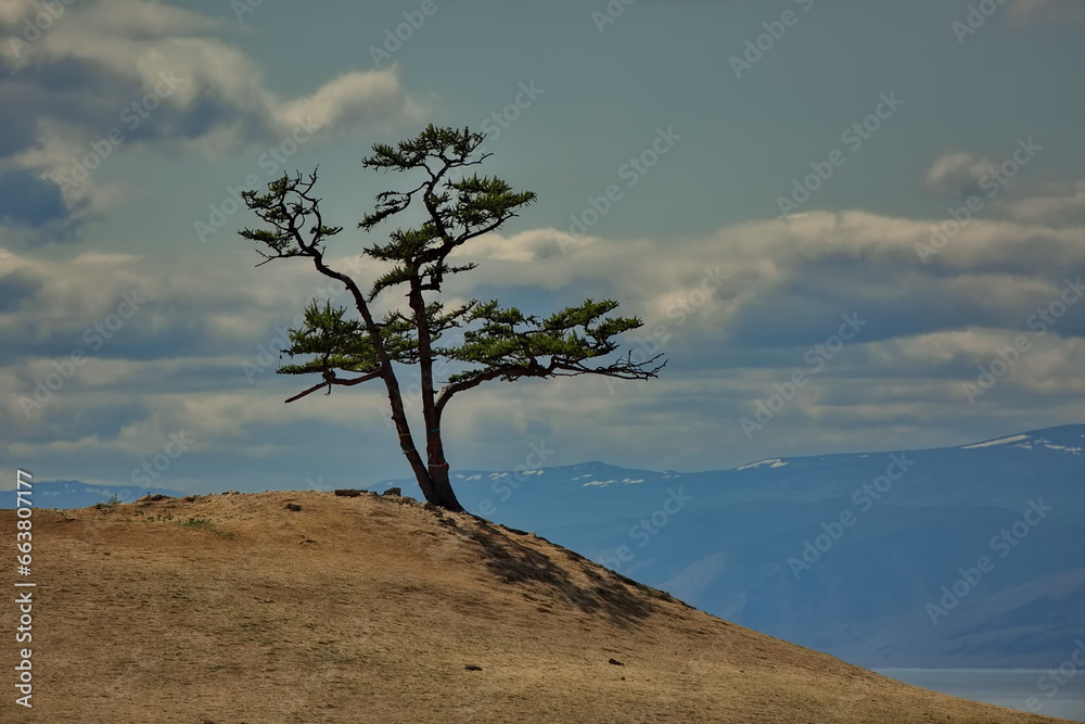 Lonely pine tree on the deserted shore of Lake Baikal. Lonely pine tree on the deserted shore of Lake Baikal.