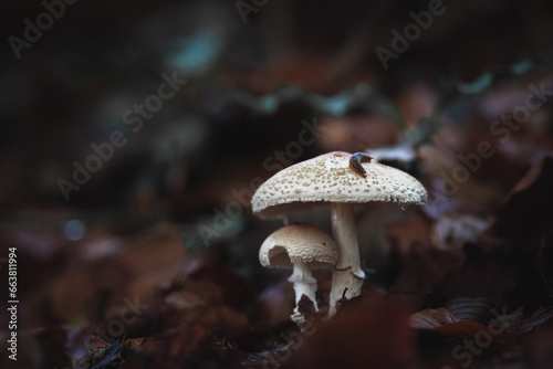 Parasol mushrooms in a forest with a snail on top surrounded by brown foliage