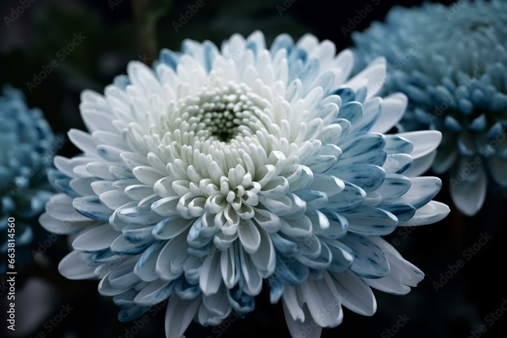 Chrysanthemum in blue and white hues. Generative AI