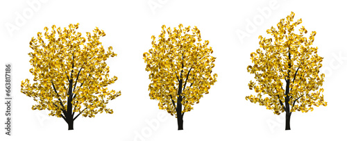 樹木_07_いちょう_02 / 秋のいちょうの木